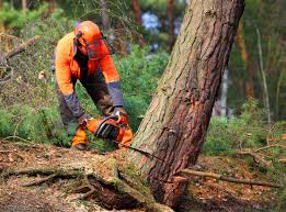 Reliable Wood Ridge, NJ Tree Services Solutions